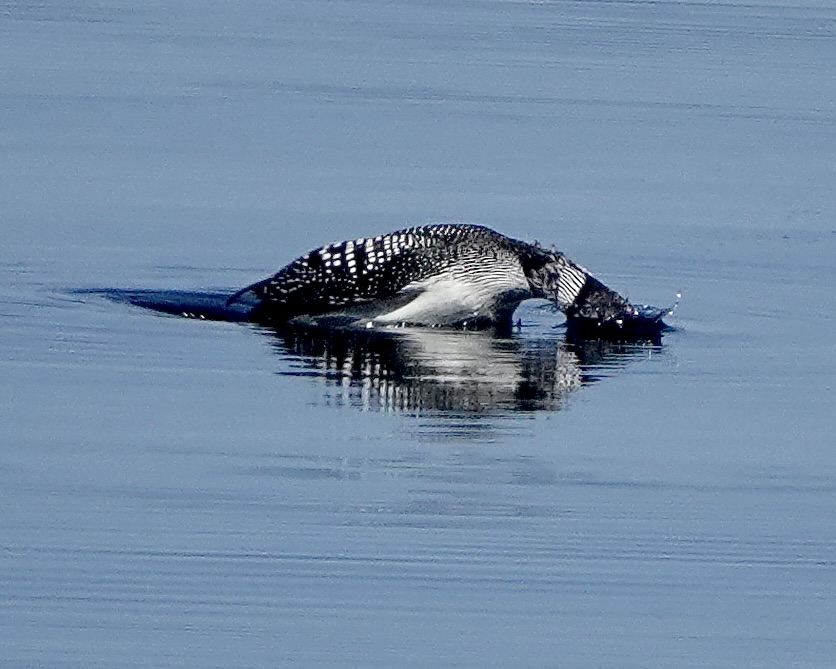 great northern diver